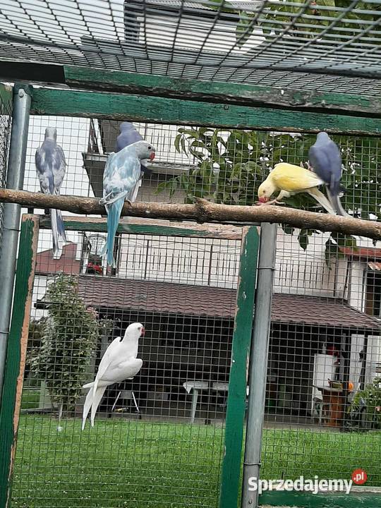 Aleksandretty obrożne różne mutacje Skała