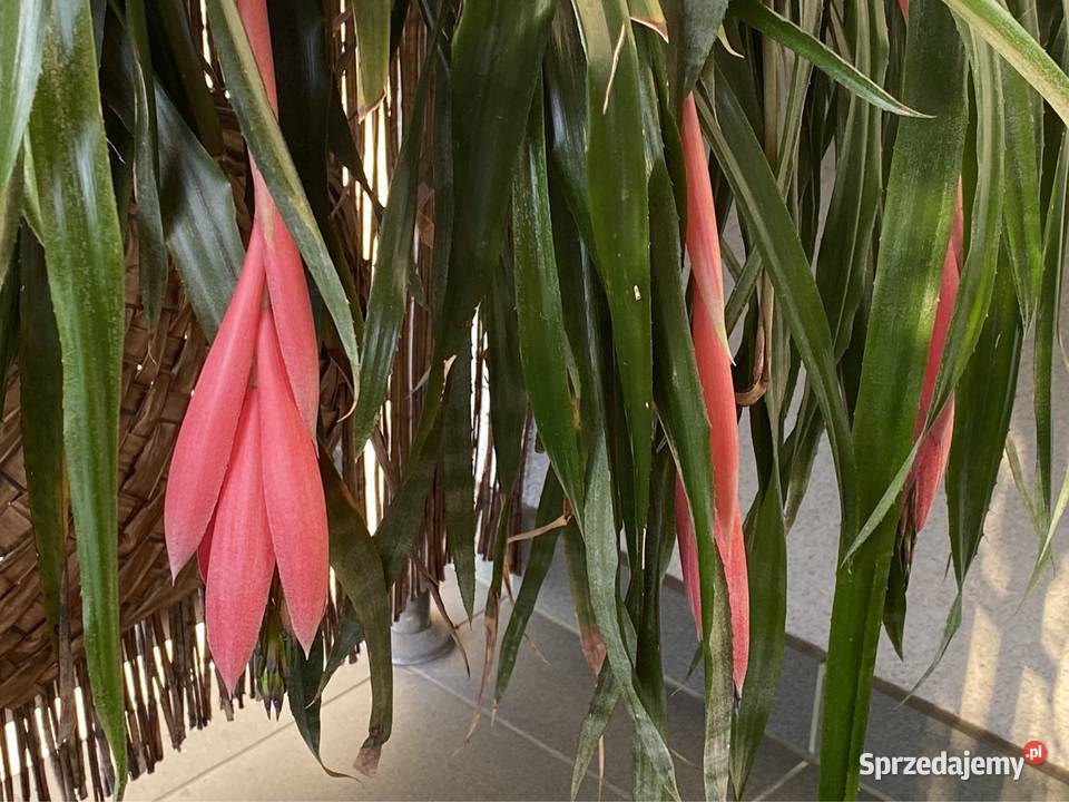 Bilbergia zwisła zwodnica dwie rozłożyste Zabierzów