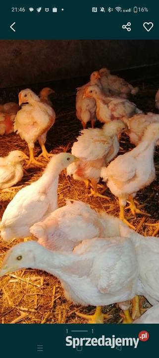 Brojler Ross 308 Tłumaczów