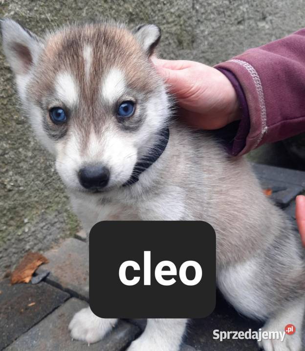 Syberiany husky mlode Reda