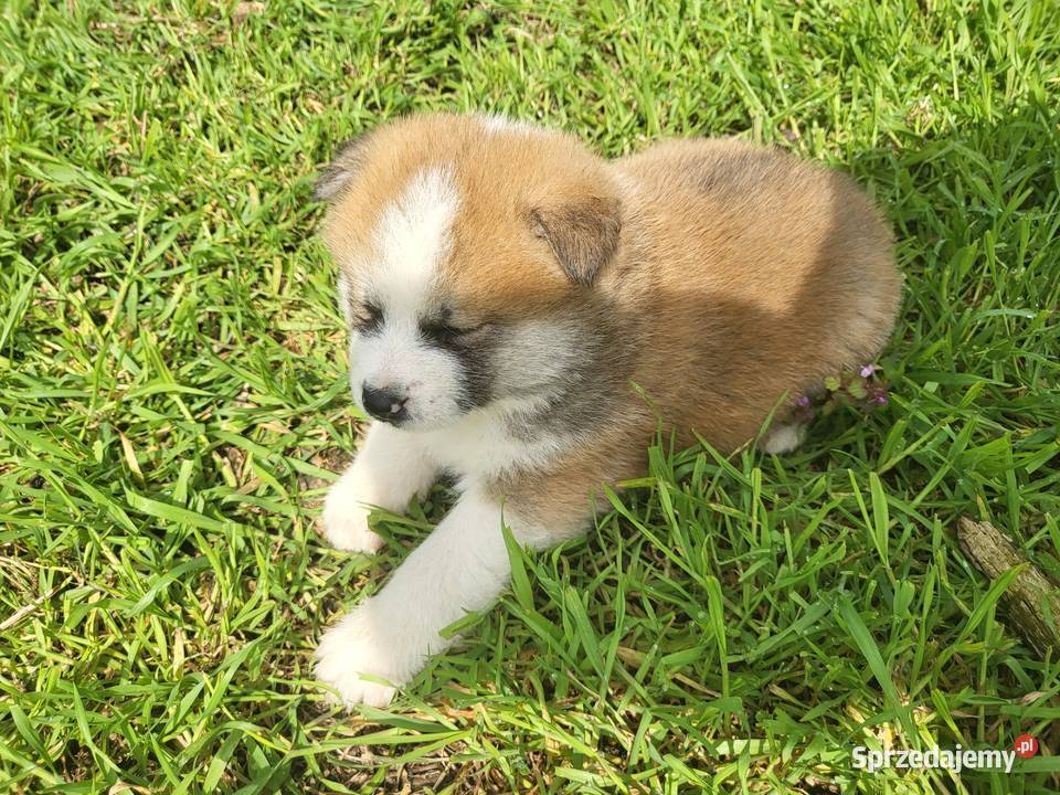 Akita Inu rodzicach FCI Buk