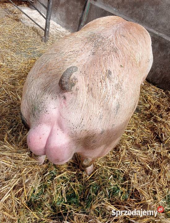 Knurki mięsne DurocxPietrain Trzoda chlewna Strzałkowo
