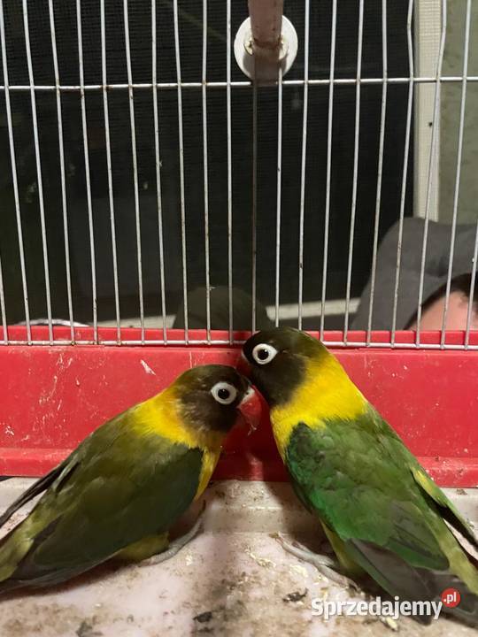 Nierozłączki para lęgowa