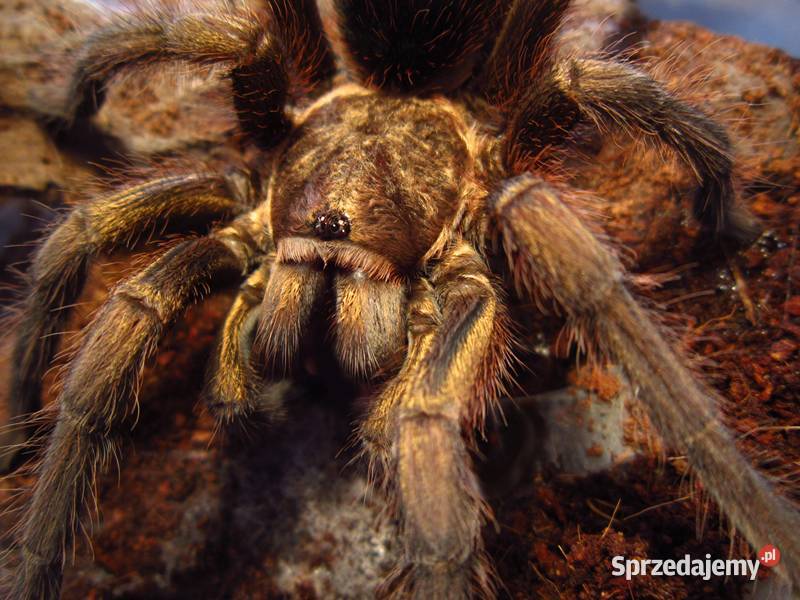 ZŁOTY ptasznik Phormictopus auratus SAMICA 55 DC Warszawa