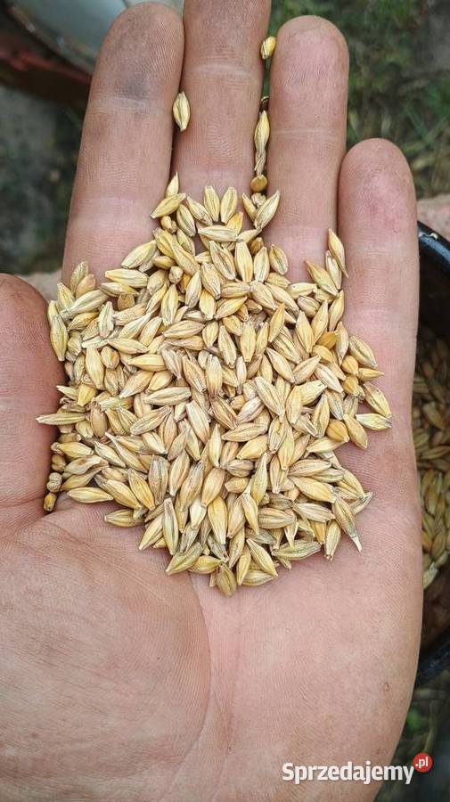 Sprzedam jęczmień Zboża Mierzęcice