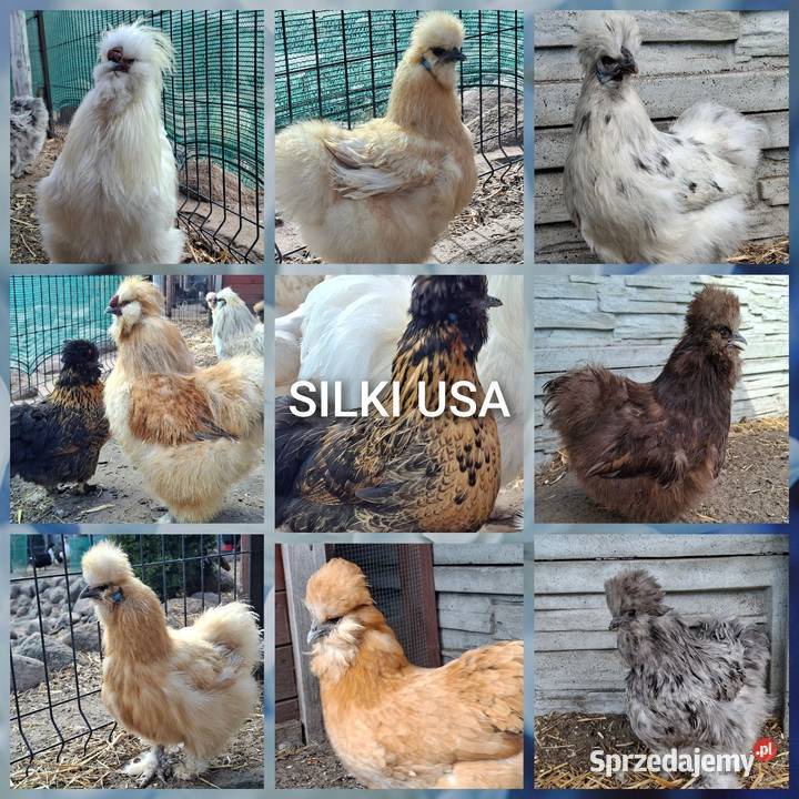 Jajka lęgowe silki usa mazowieckie Łochów