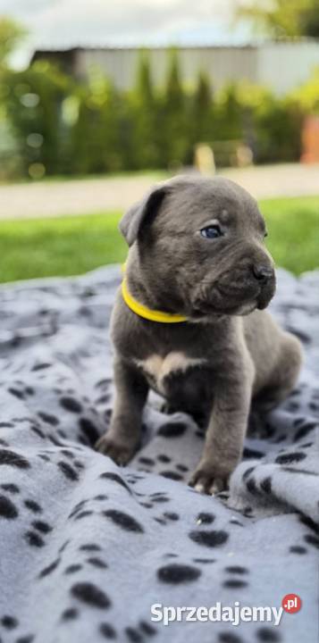 Szczenięta Cane Corso rodowodowe Bychawa