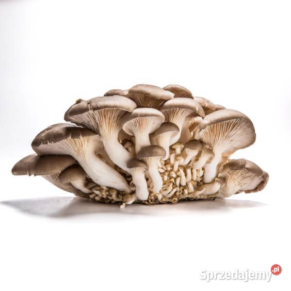 Boczniak Ostrygowaty Pleurotus ostreatus Gotowy małopolskie
