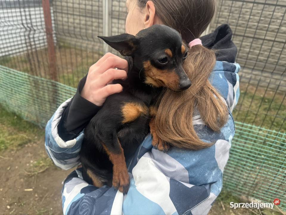 Ratlerek suczka 8 miesięcy Wierzbica sprzedam