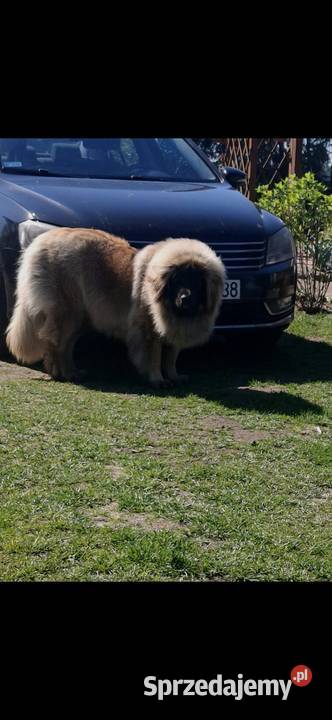 Leonberger szczeniaki zachodniopomorskie Sławoborze