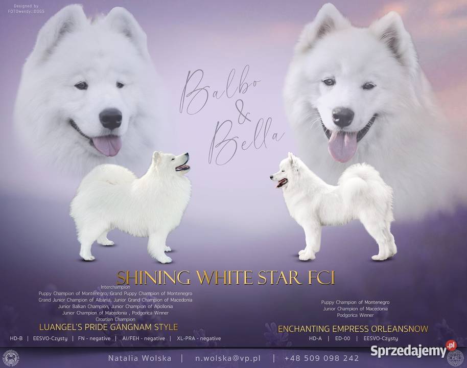 Szczenię samoyed FCI dostepne do rezerwacji Pozostałe Zgierz