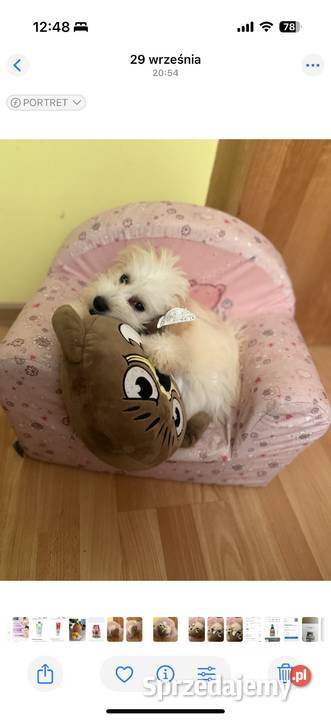 Maltipoo piękny piesek Wałbrzych