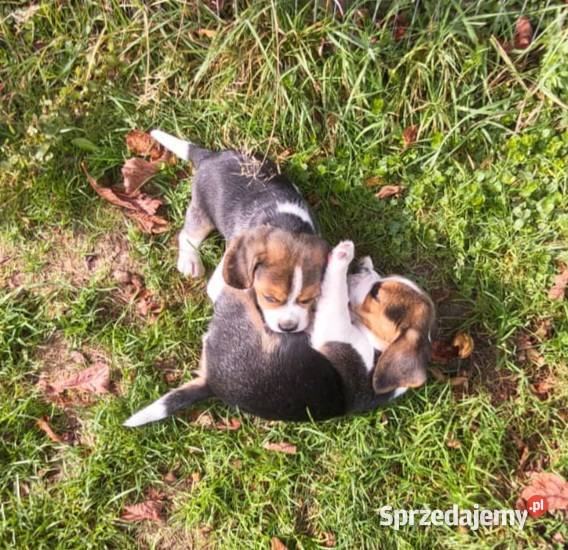 Beagle szczeniaki ZKwP FCI elitarne pochodzenie