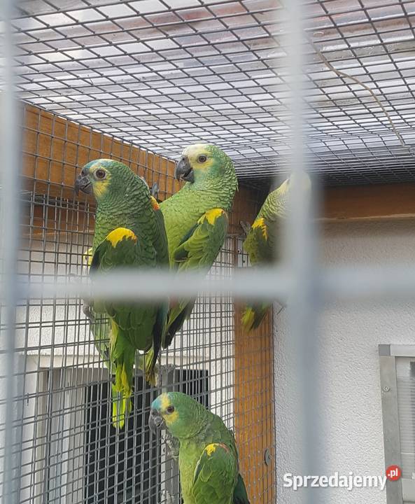 Amazonka niebieskoczelna śląskie