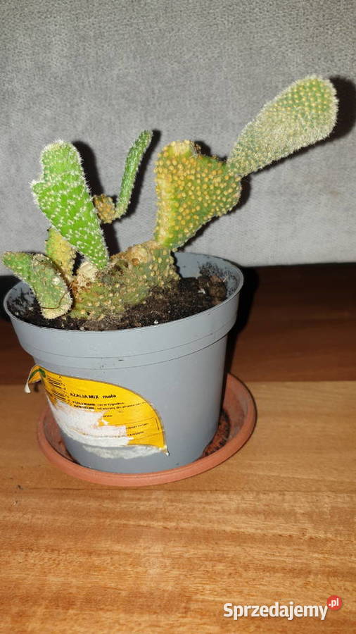 Opuncja żółta kaktus nie znam dokładnego gatunku