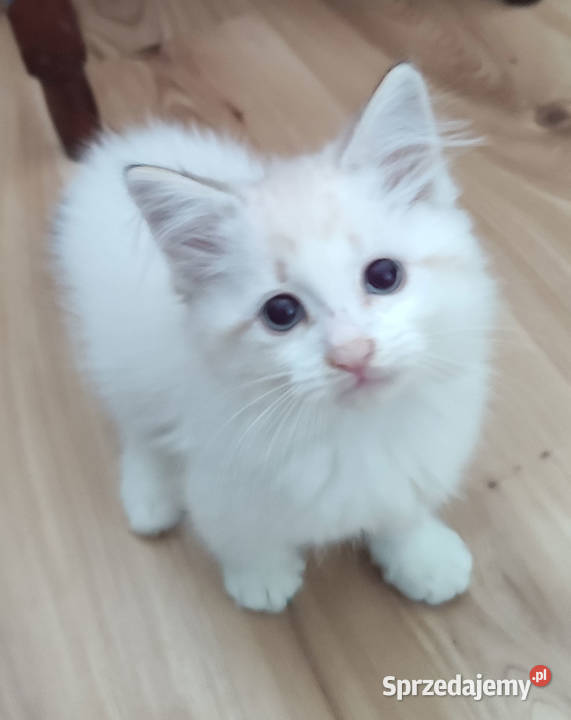 Zefir Dumka cudowne kocięta neva masquerade mazowieckie Warszawa