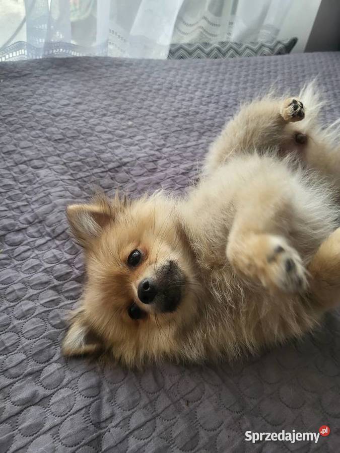 Szpic miniaturowy pomeranian dziewczynka Piaseczno