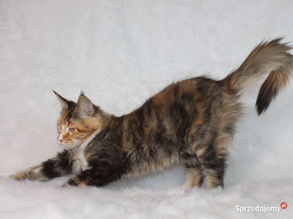 Kocięta Maine Coon kociego behawiorysty