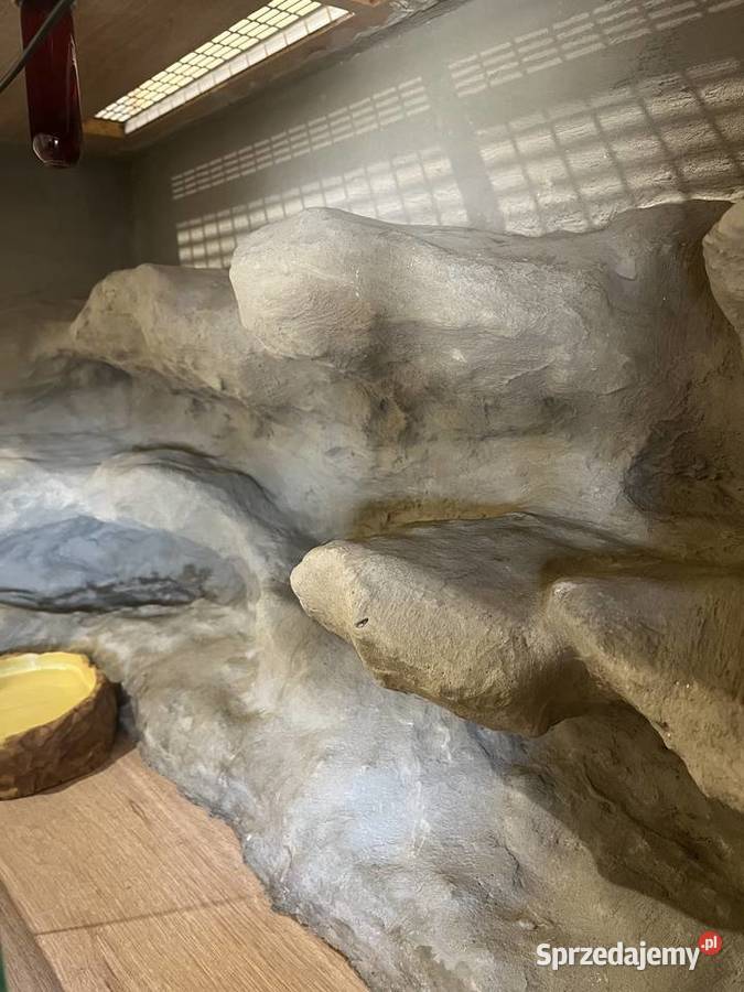 Boa Dusiciel terrarium Boa Constrictor Imperator wielkopolskie Dobrów