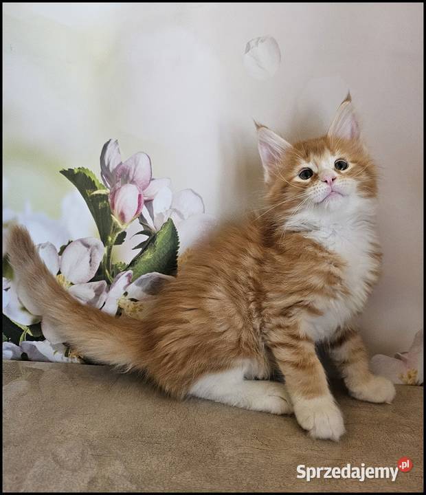 Kocurek Maine Coon Necati Kraków