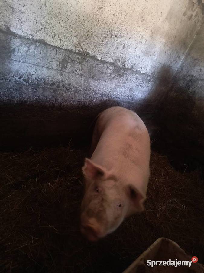 Tucznik około 180 małopolskie Kąśna Górna