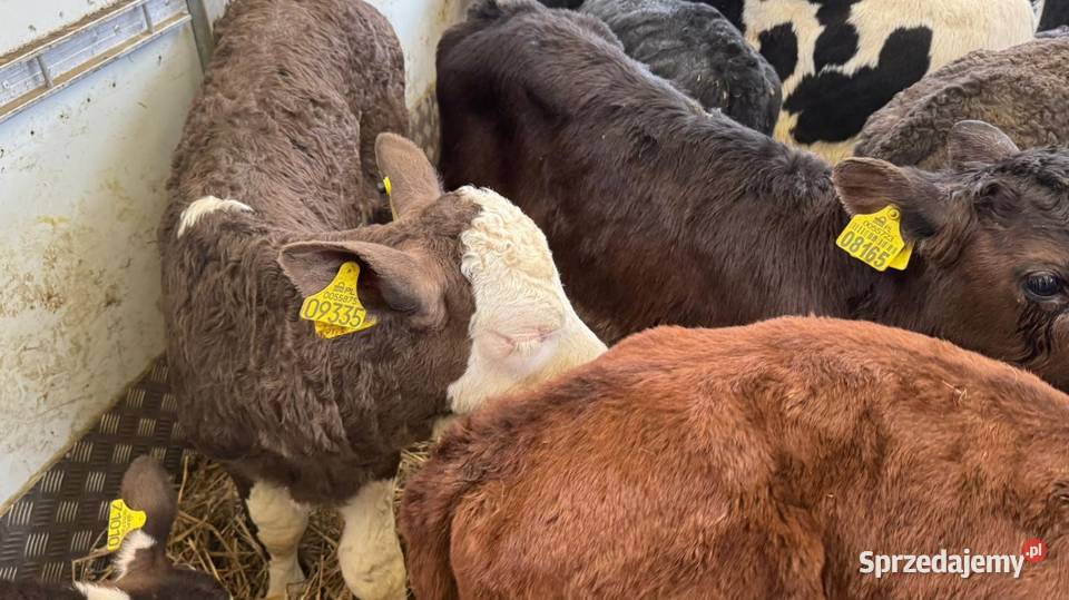 Sprzedam cielaki mięsne I mieszańce POLSKI TOWAR Aleksandrów Łódzki