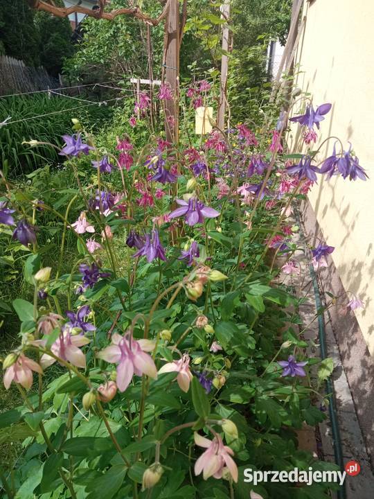 Orliki sadzonki kwiaty ogrodowe byliny Nowy Sącz