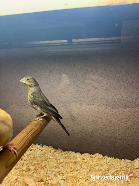 Dziwonia ogrodowa ZEBERKI Łowicz