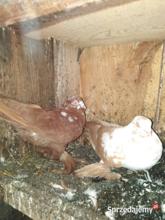 Gołębie motylki i winerki Mniów