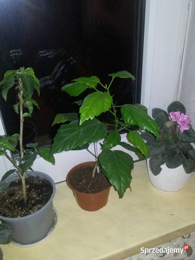 Róża chińska hibiskus Kwiat domowy Skierniewice