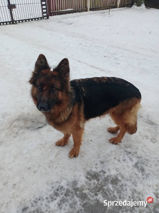 Szczeniaki owczarek niemiecki długowłosy Szczytno