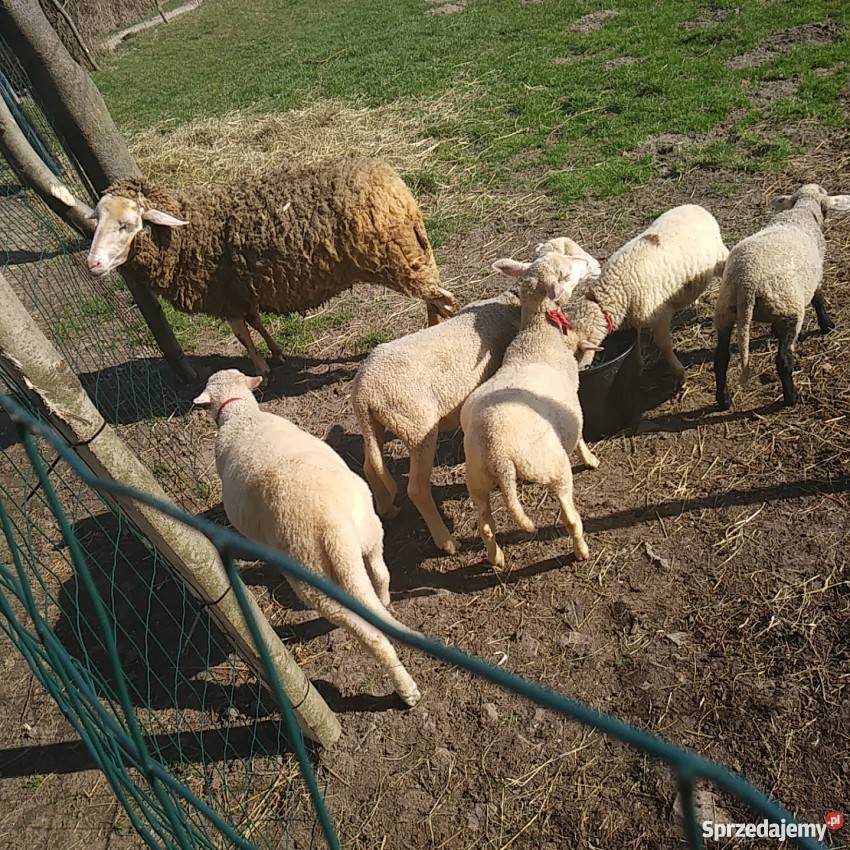 Sprzedam piękne jagniątka i owce Limanowa
