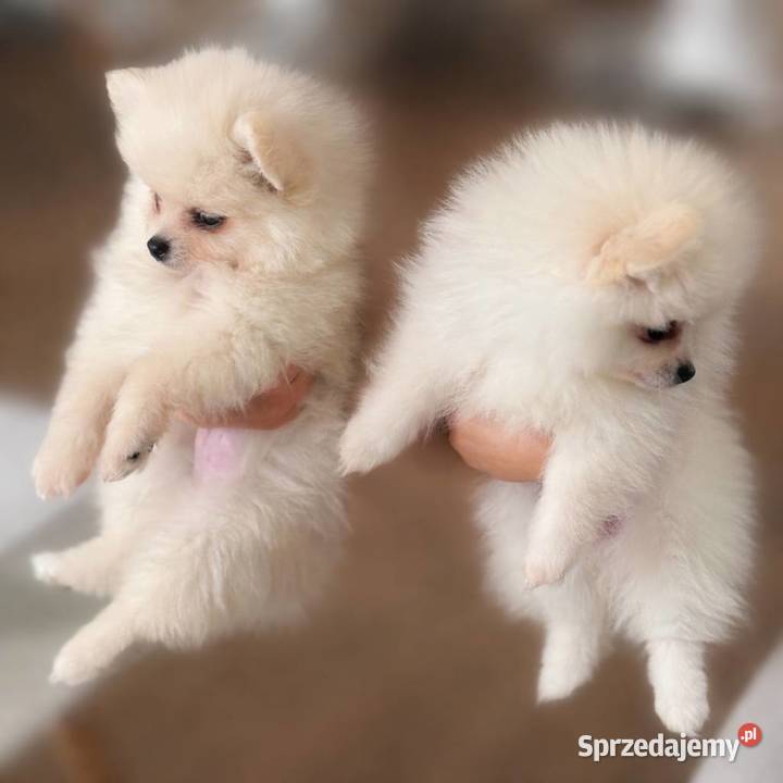 Szczeniaki rasy Szpic miniaturowy Katowice
