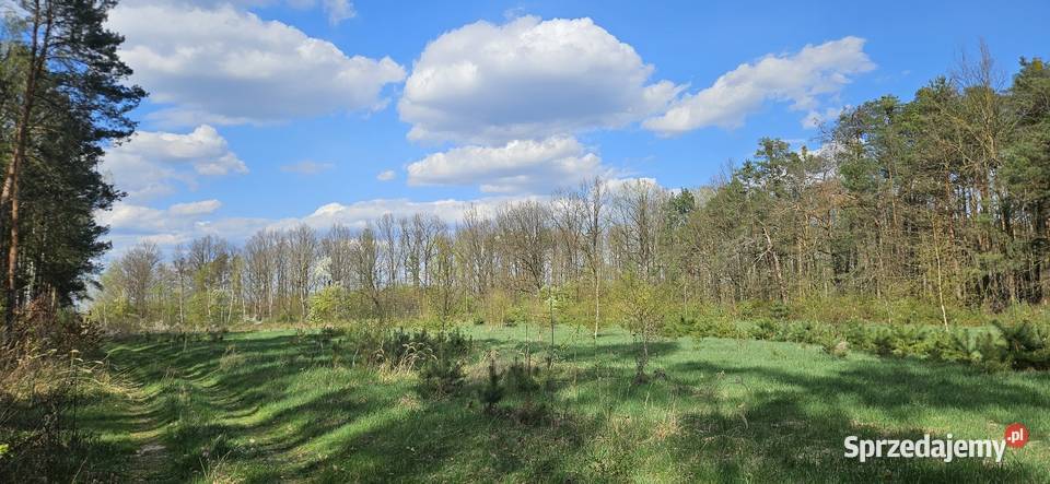 Działka budowlana 1000M2 WZ BRZÓZA Brzóza