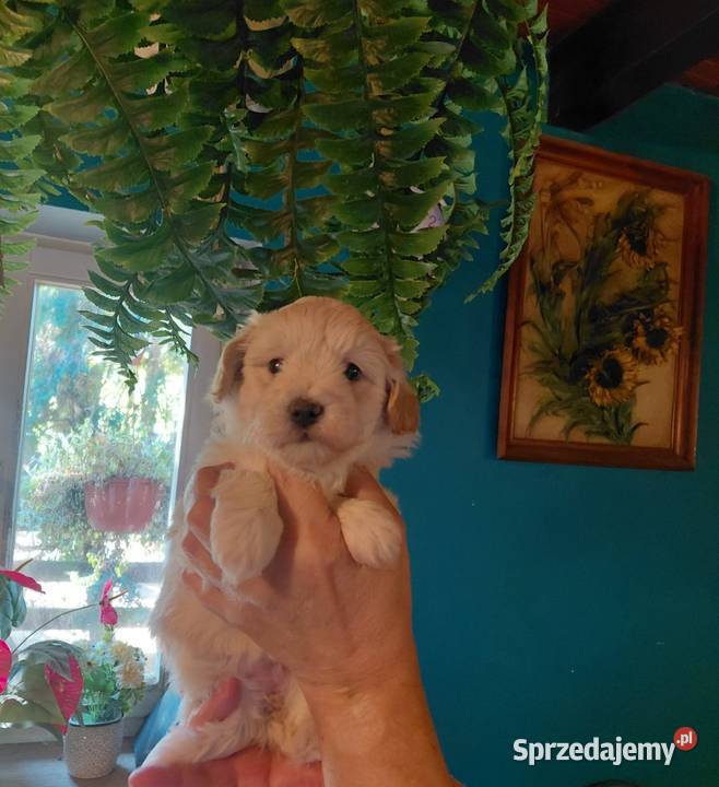Maltipoo suczka kremowa Wyszków