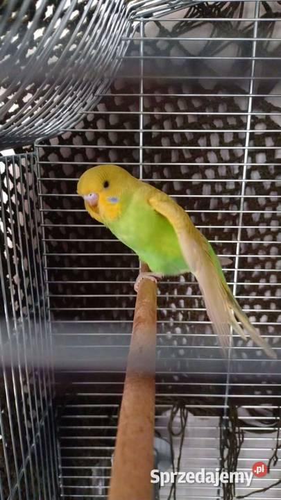 Papużka falista oswojona z klatką nowąkarma duża