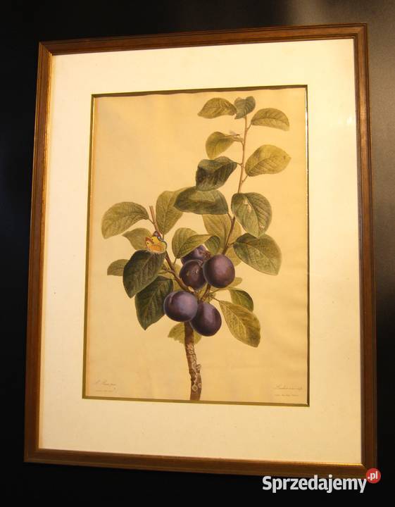 BESSA Pancrace akwatintowa rycina z owocem Poznań