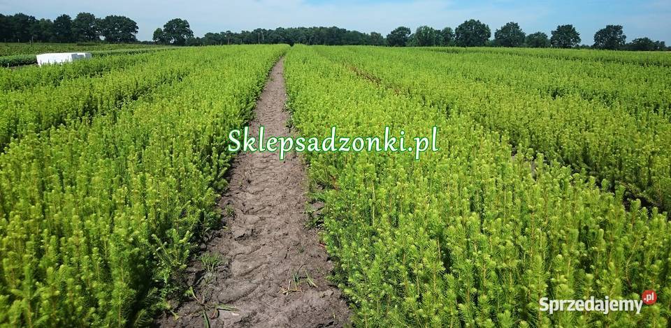 Sadzonki na plantacje choinek świerk srebrny śląskie sprzedam
