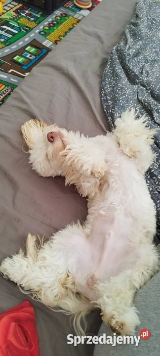 Sprzedam maltipoo sprzedam