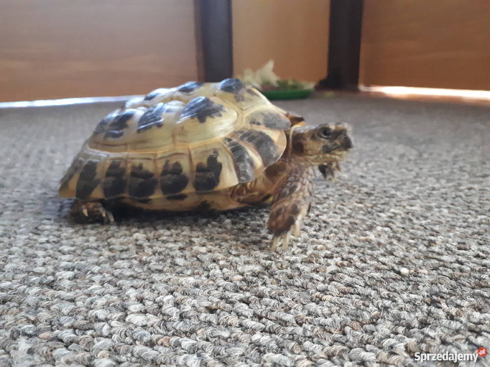 Sprzedam Żółwia Stepowego