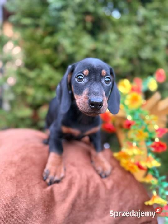 Piękny piesek jamnik miniaturowy czarny Kraków