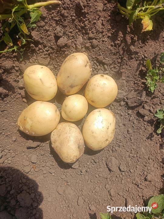 Młode Ziemniaki Arrow Grodzisk Mazowiecki sprzedam