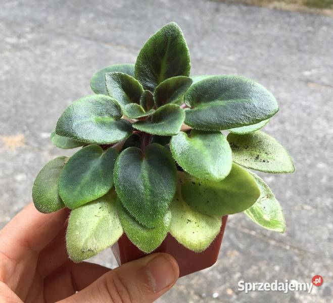 Fiołek Saintpaulia Dangerous 6 miniatura Kraków