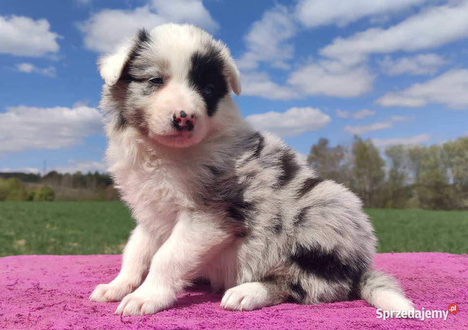 Cudowny Border Collie blue merle pies z hodowli Iwonicz sprzedam