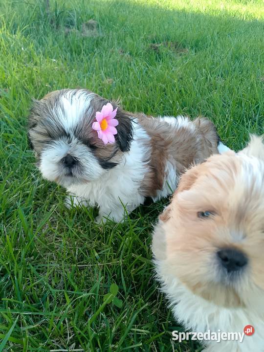 DO ODBIORU suczka ShihTzu tricolor Namysłów