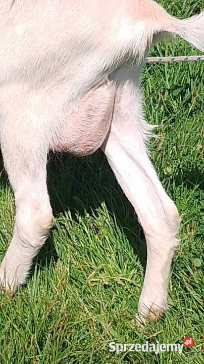 koza mleczna seańska 70 Biszcza