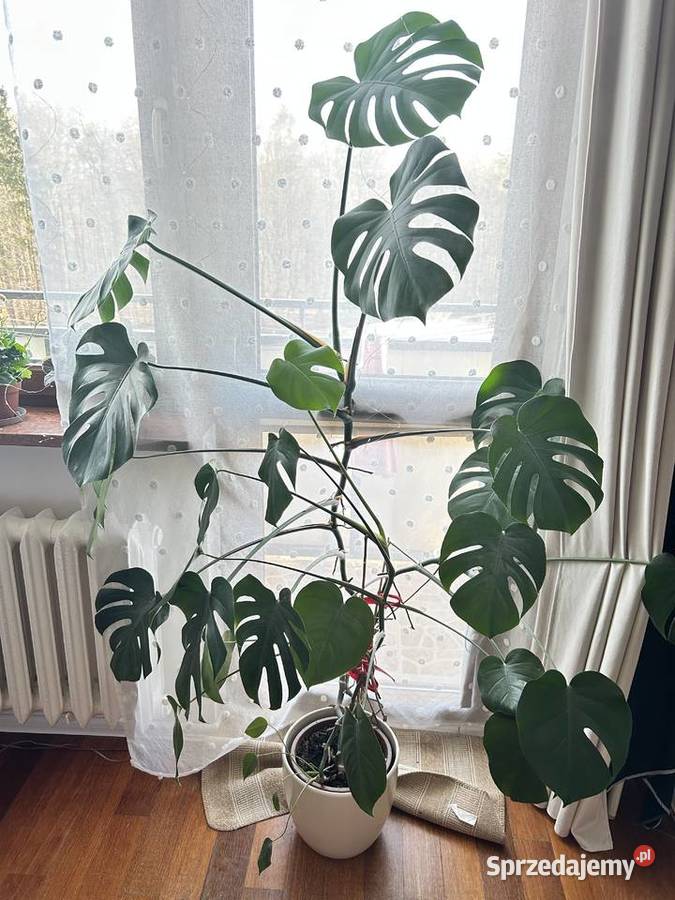 Monstera żywa