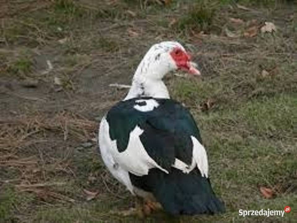 Kaczki francuskie żywe tuszki