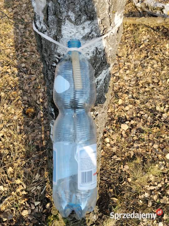 Sok z brzozy oskoła Zgierz