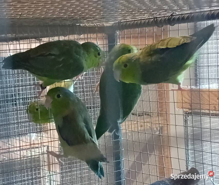 Wróbliczki zielone 2025 Tarnowiec sprzedam